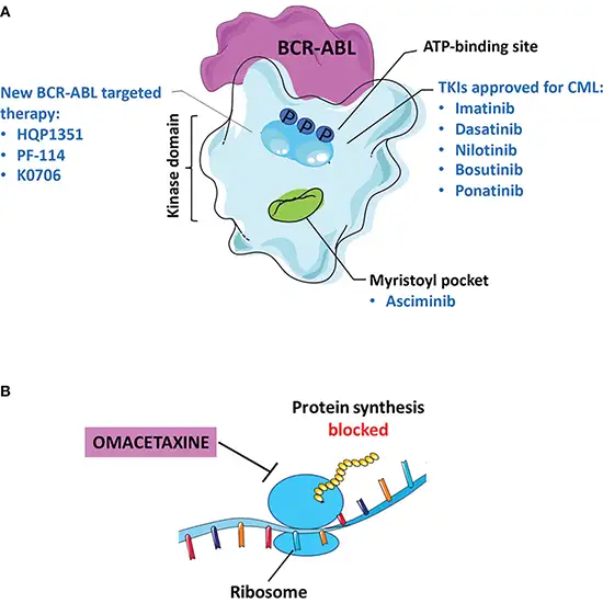 Imatinib Resistance Mutation Analysis